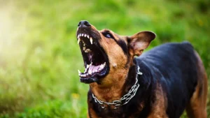 How To Win Your Dog Bite Claim: Things To Know